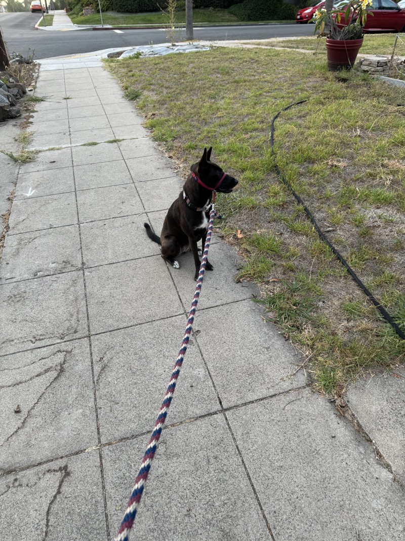 A picture of a black dog named Bowie sitting, taken on August 7 2024 at 6:41 am